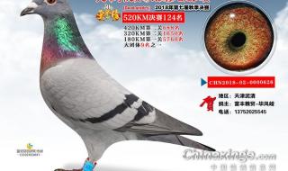 天津公棚有哪些秋棚 宇航公棚赛鸽公棚